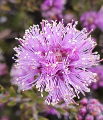 Melaleuca squamea
