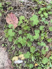 Geranium carolinianum