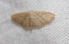Scopula hypochra