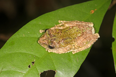 Kurixalus bisacculus
