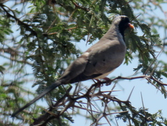 Oena capensis capensis