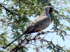 Oena capensis capensis