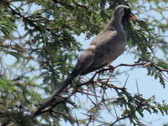 Oena capensis capensis
