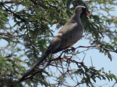 Oena capensis capensis