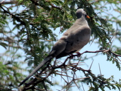Oena capensis capensis