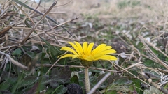 Arctotheca prostrata