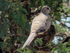 Oena capensis capensis