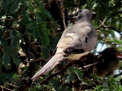 Oena capensis capensis