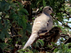 Oena capensis capensis