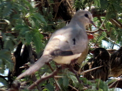 Oena capensis capensis