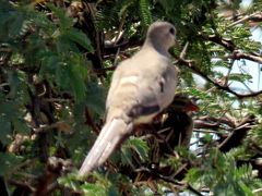 Oena capensis capensis