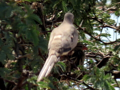 Oena capensis capensis