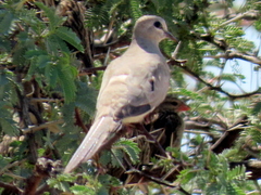 Oena capensis capensis