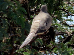 Oena capensis capensis