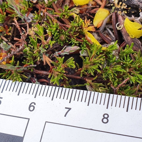 Image of Hibbertia prostrata by (c) ronavery, some rights reserved (CC BY)