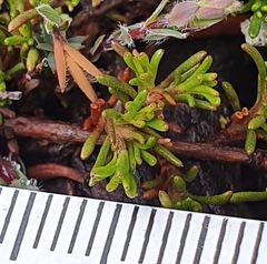 Hibbertia procumbens