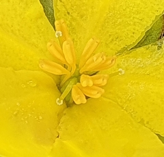 Hibbertia procumbens