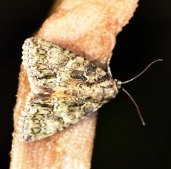 Polyphaenis sericata