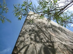 Leucaena leucocephala