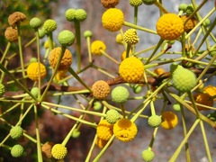 Leucaena leucocephala