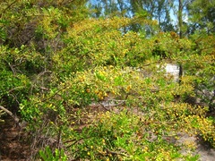 Leucaena leucocephala