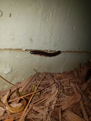 Narceus americanus