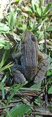 Leptodactylus insularum