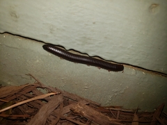 Narceus americanus