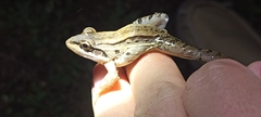 Leptodactylus insularum
