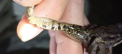 Leptodactylus insularum