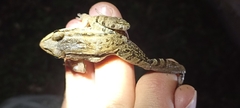 Leptodactylus insularum