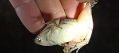 Leptodactylus insularum