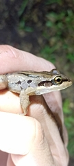 Leptodactylus insularum