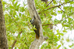 Chloropicus namaquus