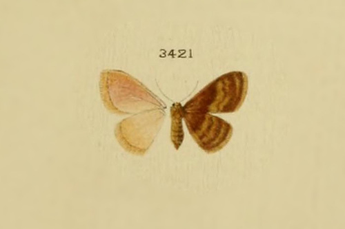 Lemon-bordered Wave