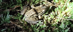 Leptodactylus insularum