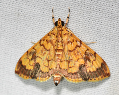Portentomorpha xanthialis