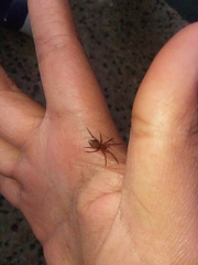 Araneae