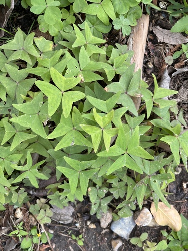 Oxalis dehradunensis, photograph 1