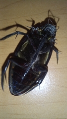 Hydrophilus insularis