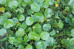 Hydrocotyle umbellata