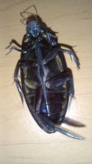 Hydrophilus insularis