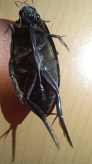 Hydrophilus insularis