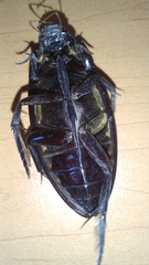 Hydrophilus insularis