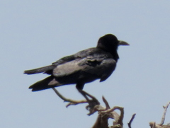 Corvus capensis capensis