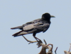 Corvus capensis capensis