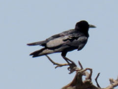 Corvus capensis capensis