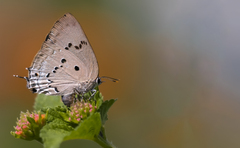 Parrhasius polibetes