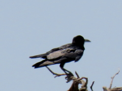 Corvus capensis capensis