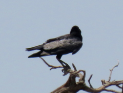 Corvus capensis capensis